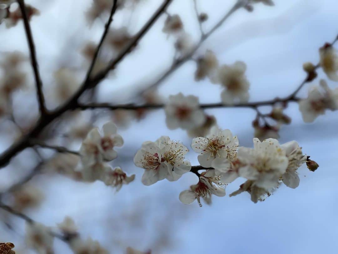 大須賀あみのインスタグラム：「天皇誕生日ですね！ おめでとうございます。  歩いていたら梅の花が綺麗に咲いていたのでパシャパシャ撮ってしまいました🌸  #梅の花 #春だね」