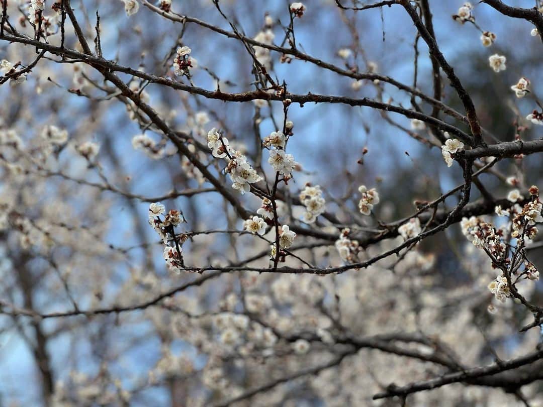 大須賀あみさんのインスタグラム写真 - (大須賀あみInstagram)「天皇誕生日ですね！ おめでとうございます。  歩いていたら梅の花が綺麗に咲いていたのでパシャパシャ撮ってしまいました🌸  #梅の花 #春だね」2月23日 19時32分 - osugaami_official