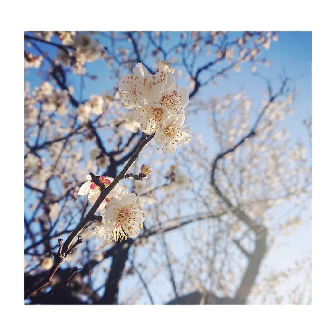 花村怜美のインスタグラム：「#梅 #うめ #梅花 #白梅 #花 #探梅 #植物 #自然 #春 #ume #plumblossom #flower #flowers #flowerstagram #nature #plants #japan #spring」