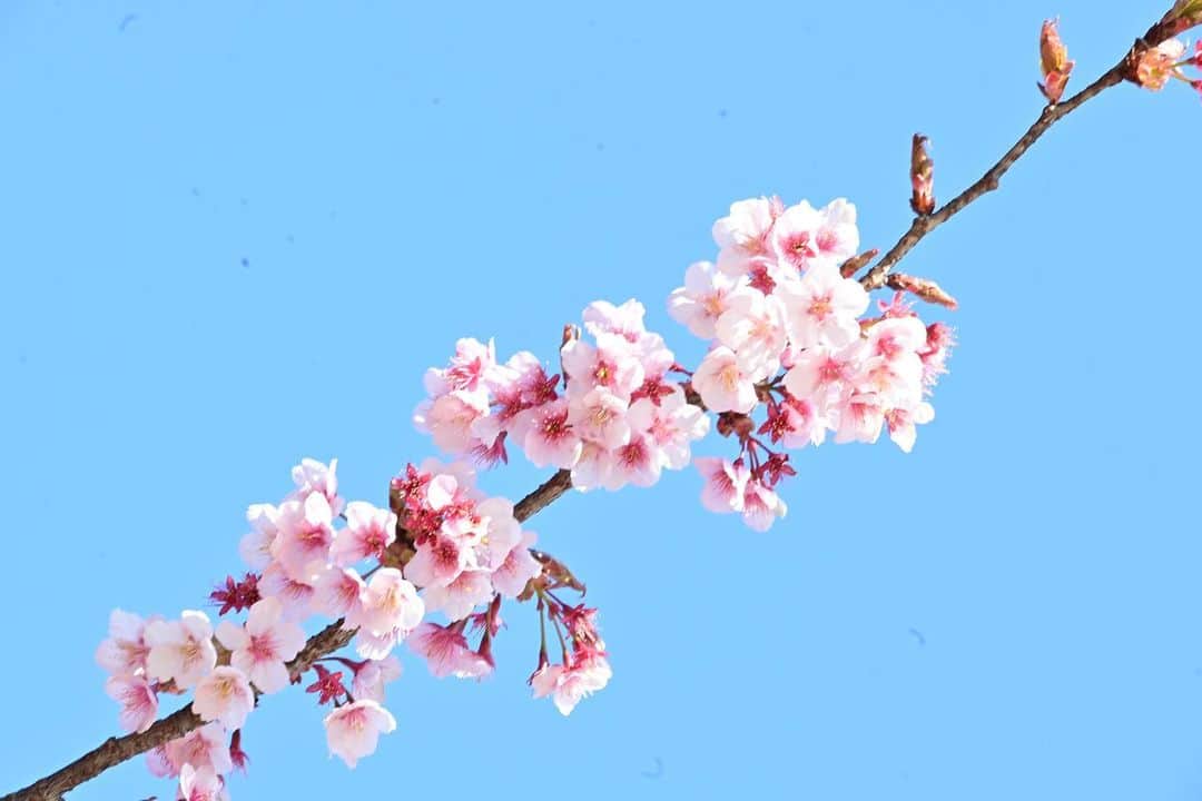 ふかしのインスタグラム：「1枚目薩摩寒桜はもうおしまい。2枚、3枚目たぶん河津桜は見頃。 #桜 #薩摩寒桜 #河津桜 #sakura #cherryblossom」