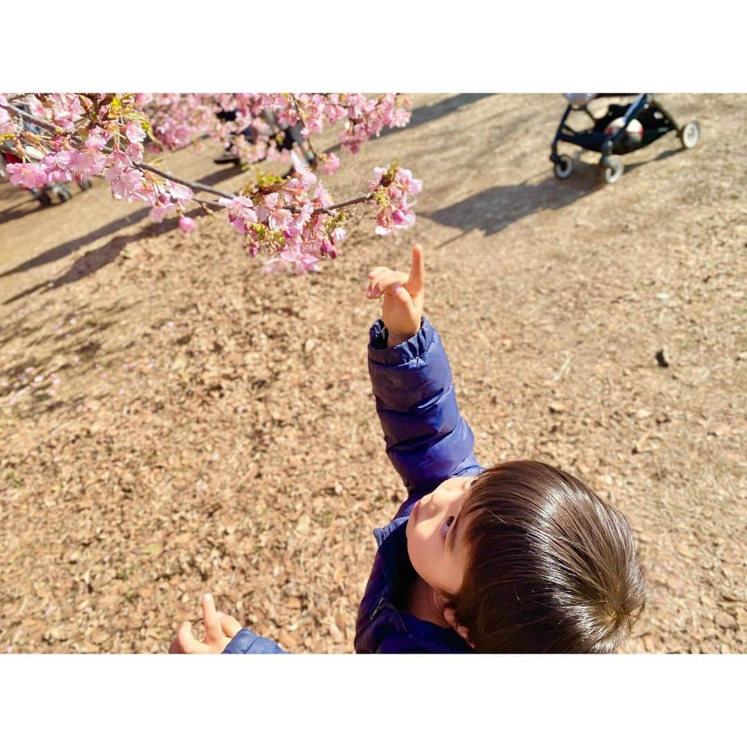 鬼頭由芽さんのインスタグラム写真 - (鬼頭由芽Instagram)「・ 代々木公園の河津桜が ちょうどいい感じ😍  今回も平日だったため 「あたかも誰かが撮ってくれたような自撮り」にて失礼します。  息子はと言えば、完全に花より団子で よく見るとずっとクッキー食べてます。  とにかく食欲旺盛な息子。 両親の食べてるものなら 辛いものでも脂っこいものでも なんでも欲しがります。 その度に 「もう少しお兄ちゃんになったらねー」と言ってきました。  同じく、コーヒーなんかも 「もう少しお兄ちゃんになったらねー」  公園の大きい遊具も 「もう少しお兄ちゃんになったらねー」  するとある日 「ドクターイエローも！ お兄ちゃんになったら乗れるうぅぅ！！！」と 力強く言われました。  うーん、、、難しい…問題だな…🤔  #小鉄 #小鉄ママ #代々木公園 #男の子ママ #東京ママ #東京子連れスポット #東京ママと繋がりたい」2月23日 20時03分 - xxyumeyumexx