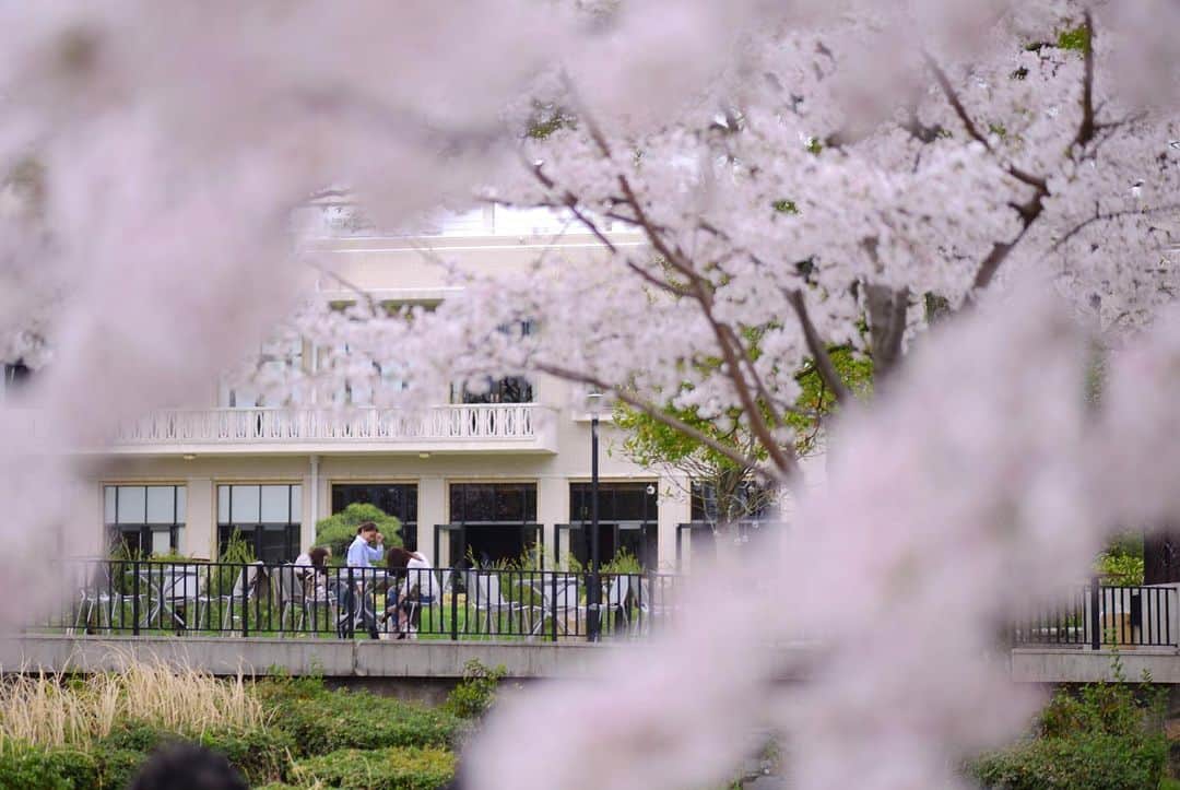 TGOO Officialさんのインスタグラム写真 - (TGOO OfficialInstagram)「⁡ 【Information】  ⁡ ~ 桜 LUNCH ~ ¥4,500 ⁡ THE GARDEN ORIENTAL OSAKAのレストランでは 桜の開花時期に合わせて特別なランチコースを 期間限定でご用意いたします ⁡ 桜の季節を楽しみにお待ちください ⁡ ▪️レストランのご予約はプロフィールURLより ⁡ 【LUNCH】 11: 00-16: 00 (14:00 L.O.)  * Weekdays only ⁡ @thegardenorientalosaka #TGOO #thegardenorientalosaka #ザガーデンオリエンタル大阪 #おもてなしが好きだから #PDSのある人生」2月23日 20時48分 - thegardenorientalosaka