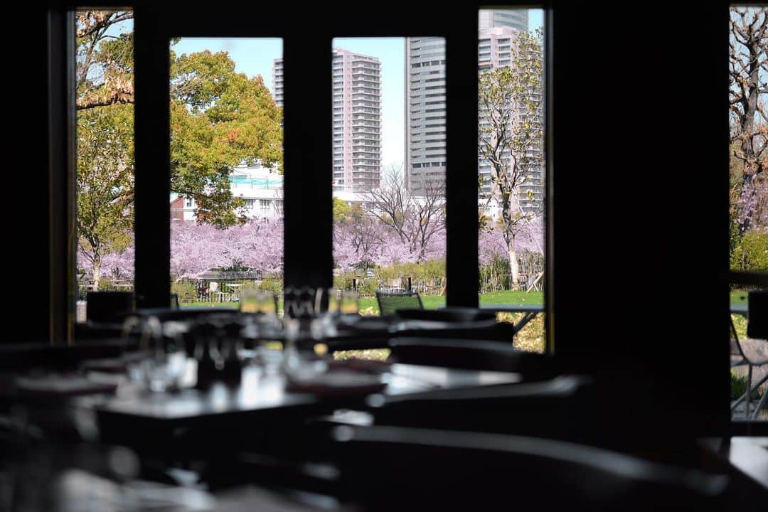 TGOO Officialのインスタグラム：「⁡ 【Information】  ⁡ ~ 桜 LUNCH ~ ¥4,500 ⁡ THE GARDEN ORIENTAL OSAKAのレストランでは 桜の開花時期に合わせて特別なランチコースを 期間限定でご用意いたします ⁡ 桜の季節を楽しみにお待ちください ⁡ ▪️レストランのご予約はプロフィールURLより ⁡ 【LUNCH】 11: 00-16: 00 (14:00 L.O.)  * Weekdays only ⁡ @thegardenorientalosaka #TGOO #thegardenorientalosaka #ザガーデンオリエンタル大阪 #おもてなしが好きだから #PDSのある人生」