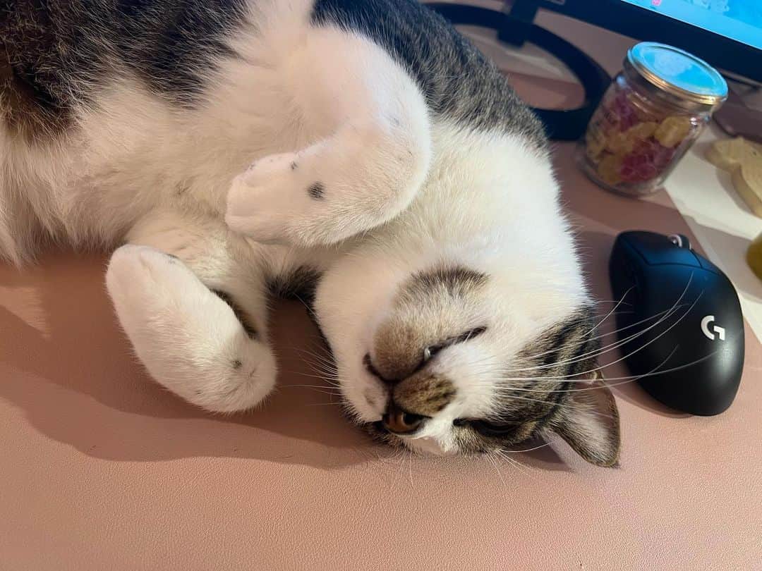 桜咲千依のインスタグラム：「マウスパッドはやっぱり猫のお布団なのかもしれない。   #猫  #あさり  #サバ白」