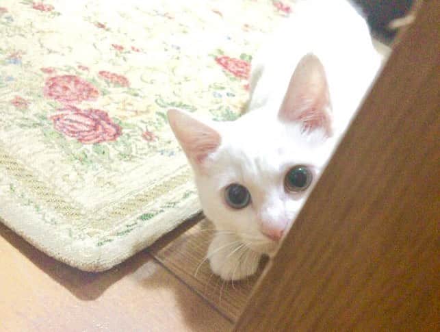 マーシュ彩さんのインスタグラム写真 - (マーシュ彩Instagram)「え、待って猫の日もう終わってるよ😧 #可愛いの選んだ  #猫の日 #長生きしてね」2月23日 21時05分 - ayamarshofficial