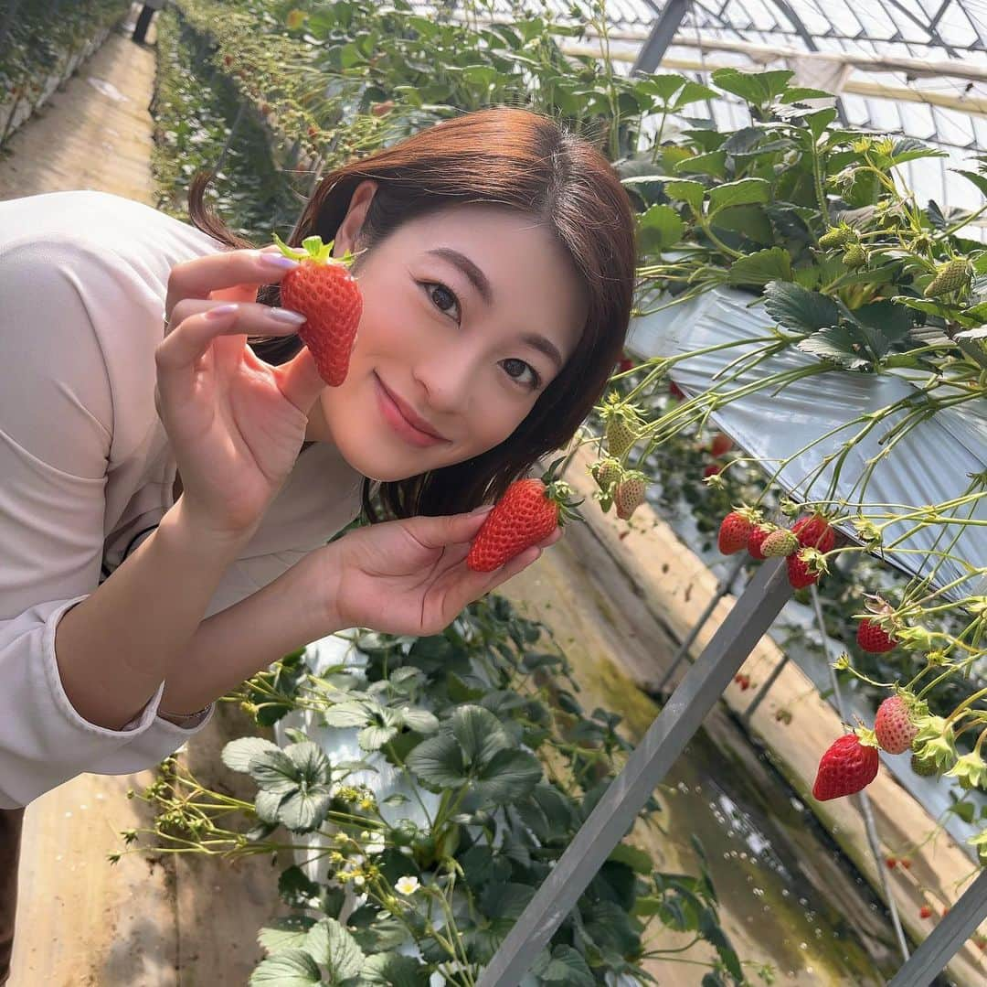 小宮山瑞季のインスタグラム：「シーズン最盛期を迎えているいちご狩り🍓 取材で千曲市のあんずの里アグリパークに いってきました☺️💓  きょうは祝日ということもあり 朝から大勢のお客さんで賑わっていました😎✨  しかも今年は太陽の光をたくさん浴びて、 甘くて、大きないちごがいっぱい実ったそう🍓✨  たしかに、果肉はやわらかく、 甘くてとってもジューシーでした☺️🍀✨  最近口内炎が6つもできて、 とても話しにくいので、 いちごを食べてビタミン摂取します🥺 旬のいちごをみなさんもぜひ♥️   #いちご狩り  #千曲市  #chikuma  #長野おでかけ  #いちご  #いちご好き集まれ  #strawberry  #章姫  #あんずの里  #アグリパーク  #食べ放題  #祝日  #口内炎  #痛いよ  #長野放送  #みんなの信州  #アナウンサー  #小宮山瑞季」