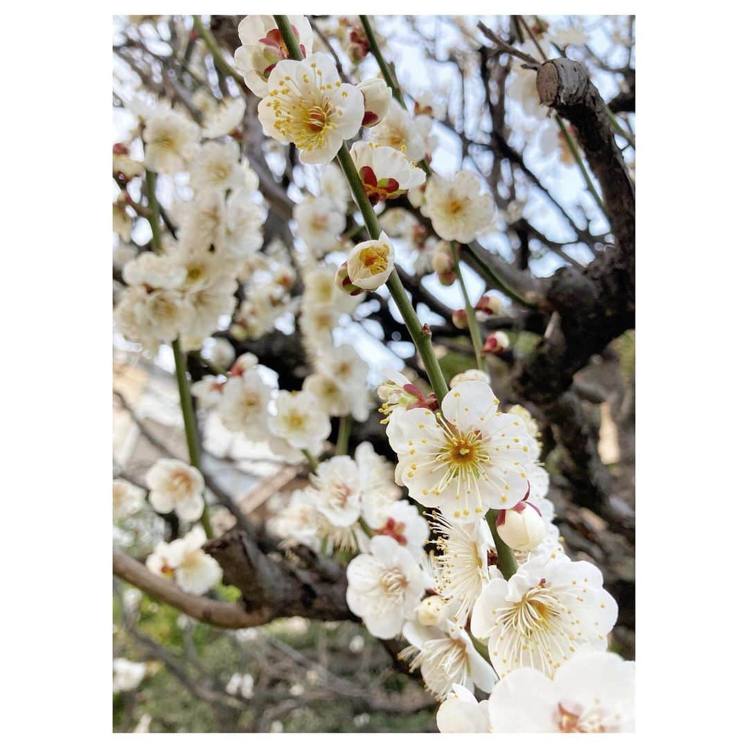 キタキマユさんのインスタグラム写真 - (キタキマユInstagram)「夕方のお散歩で、また素敵な梅と出会いました🥰✨  息子くん、とても楽しそうに梅をツンツン👶💖  今年も梅の花が、もうすぐそこまで来ている春を、教えてくれています🤲💕  ありがとう🥰✨✨✨  #お散歩 #暖少しずつかくなってきた #梅  #梅の花の香りが好き  #ツンツン  #春の訪れ  #ありがとう 🤲💖 #japaneseplum #springiscoming  #thankyou  #Kitakimayu #キタキマユ」2月23日 22時45分 - kitakimayu_official