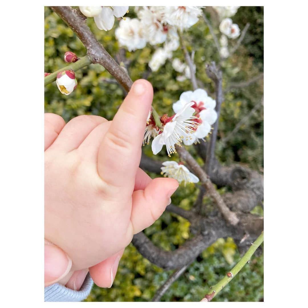 キタキマユさんのインスタグラム写真 - (キタキマユInstagram)「夕方のお散歩で、また素敵な梅と出会いました🥰✨  息子くん、とても楽しそうに梅をツンツン👶💖  今年も梅の花が、もうすぐそこまで来ている春を、教えてくれています🤲💕  ありがとう🥰✨✨✨  #お散歩 #暖少しずつかくなってきた #梅  #梅の花の香りが好き  #ツンツン  #春の訪れ  #ありがとう 🤲💖 #japaneseplum #springiscoming  #thankyou  #Kitakimayu #キタキマユ」2月23日 22時45分 - kitakimayu_official