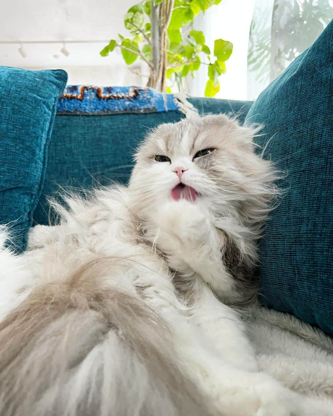 詩丸さんのインスタグラム写真 - (詩丸Instagram)「おっきなあくび〜〜🥱😆✨  Big yawn🥱😆✨  Utamaru🐾  #cat #猫 #ねこ #catyawn」2月23日 23時41分 - utamaruru