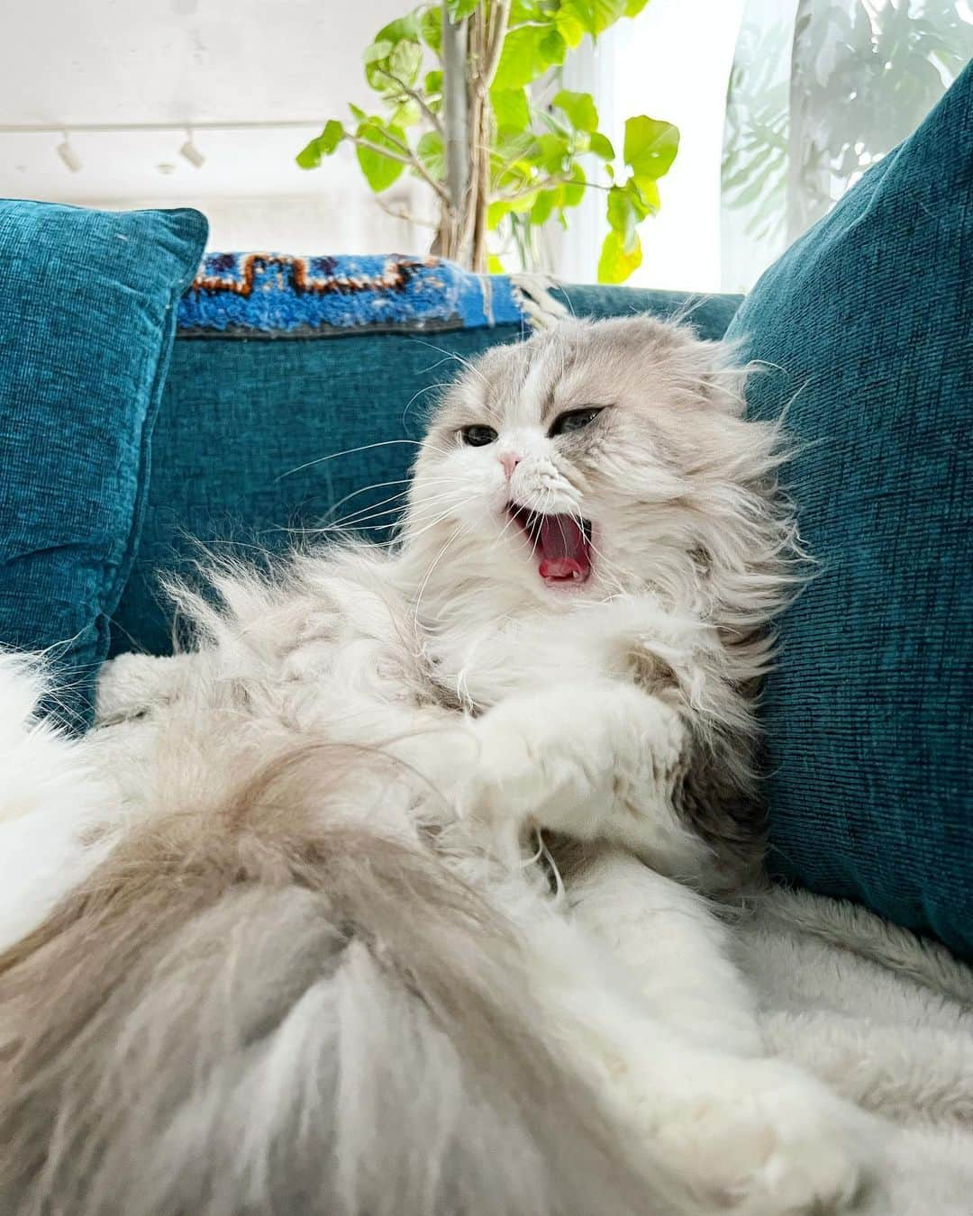 詩丸さんのインスタグラム写真 - (詩丸Instagram)「おっきなあくび〜〜🥱😆✨  Big yawn🥱😆✨  Utamaru🐾  #cat #猫 #ねこ #catyawn」2月23日 23時41分 - utamaruru