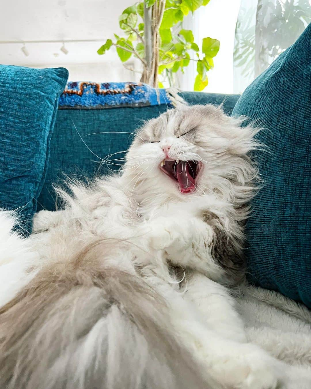 詩丸さんのインスタグラム写真 - (詩丸Instagram)「おっきなあくび〜〜🥱😆✨  Big yawn🥱😆✨  Utamaru🐾  #cat #猫 #ねこ #catyawn」2月23日 23時41分 - utamaruru