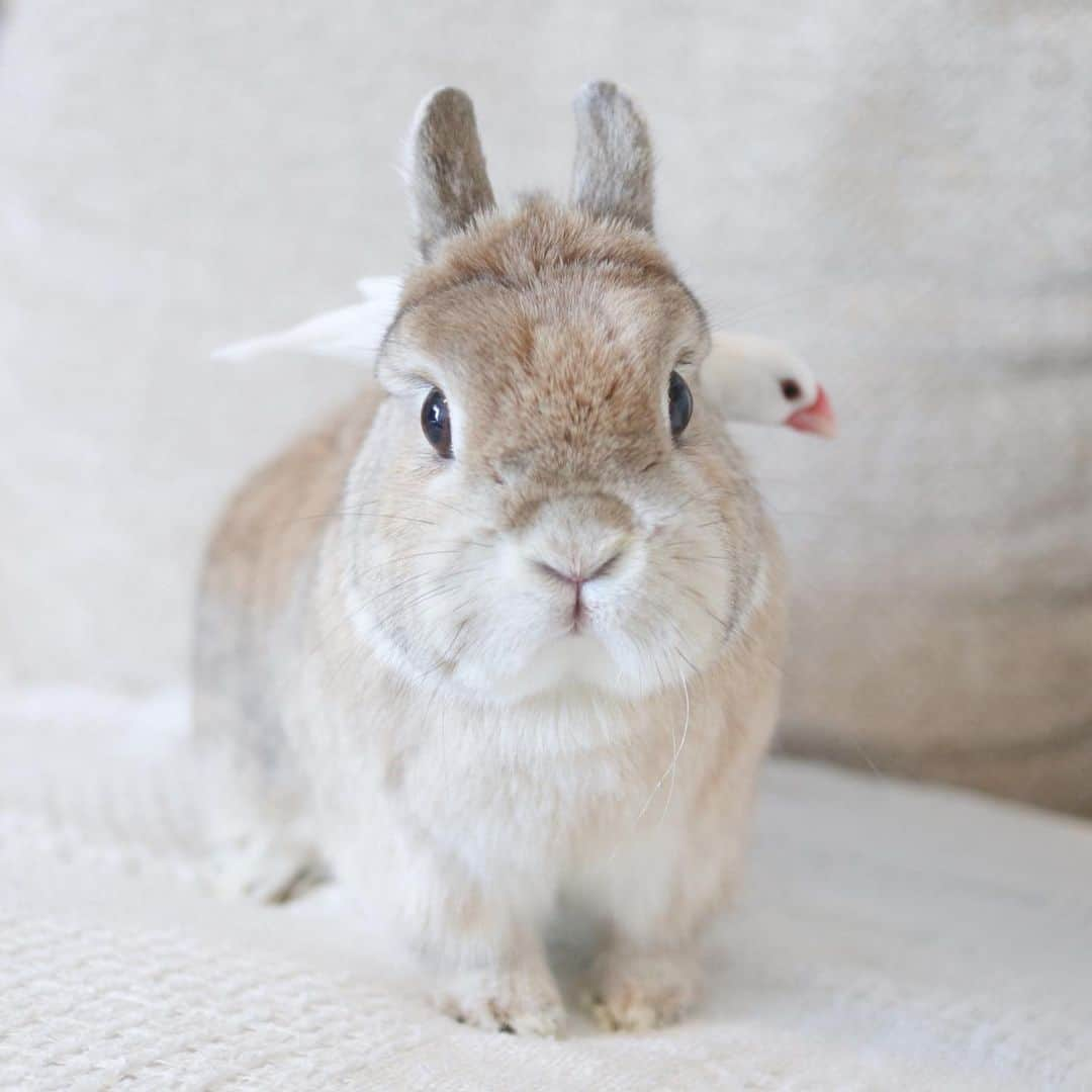 うー & なー ❤️ウチムラのインスタグラム：「* 1枚目…刺さってる？！ 2枚目…背後霊 3枚目…ピントは平等に  夏は嫌いです🥹 暖かい日は嬉しいけど、また来ると思うと、、、🌪️」