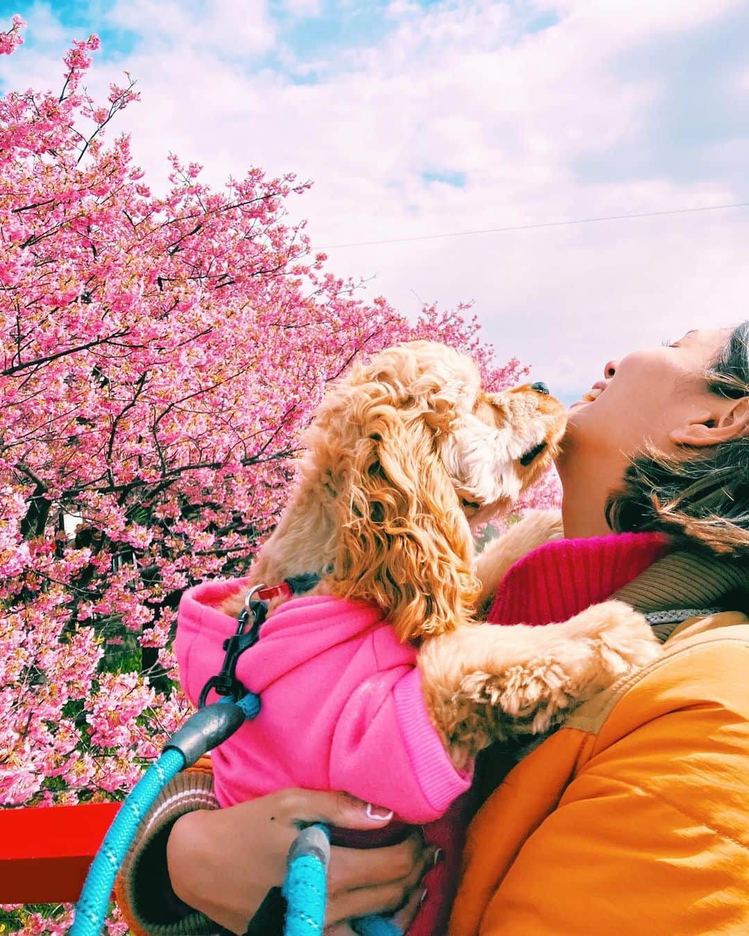 加治まやさんのインスタグラム写真 - (加治まやInstagram)「大好きだよーん🌸✨  #犬のいる生活 #河津桜」2月24日 12時05分 - mayakaji