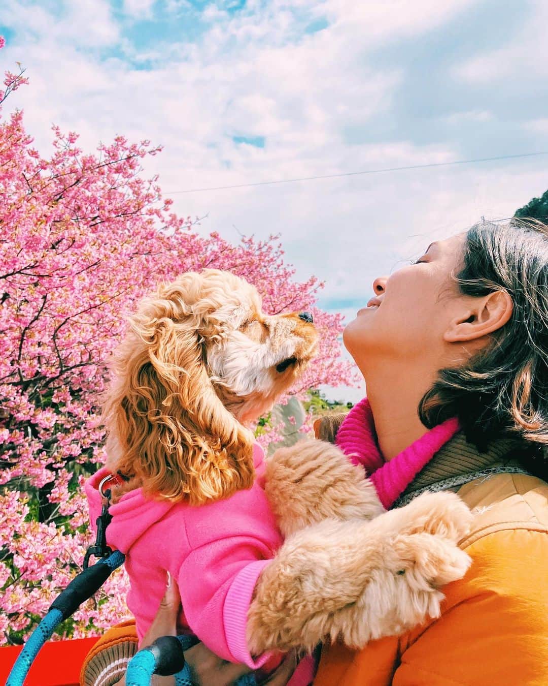 加治まやのインスタグラム：「大好きだよーん🌸✨  #犬のいる生活 #河津桜」