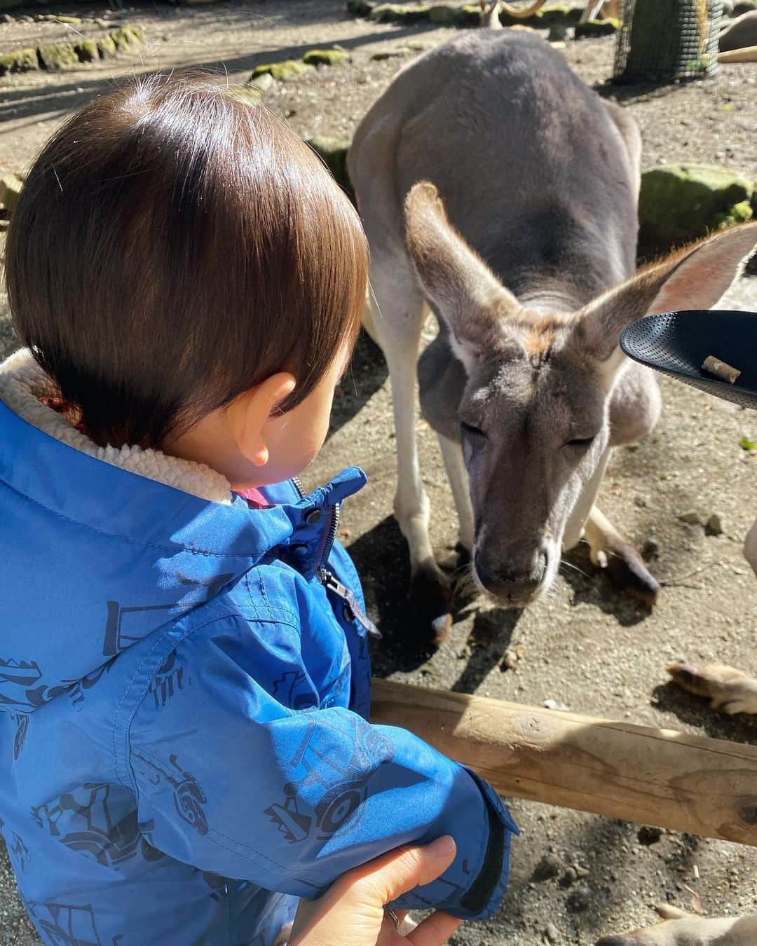 井上英里香さんのインスタグラム写真 - (井上英里香Instagram)「* 富士サファリパークの思い出🐘💕 * どんなに大きな生き物でも 特に怖がる様子はなく、 グイグイ積極的に近づいていく強者👦🏻 * 動物の方が後ずさりしていたよww * サファリバスに乗って、 大迫力の餌やりもして 貴重な体験ができたね🫶🏻🫶🏻 * * #富士サファリパーク #富士山  #動物ふれあい  #子連れおでかけ  #ジィジバァバも一緒に  #静岡一泊旅行」2月24日 12時10分 - ribbonhome.erika