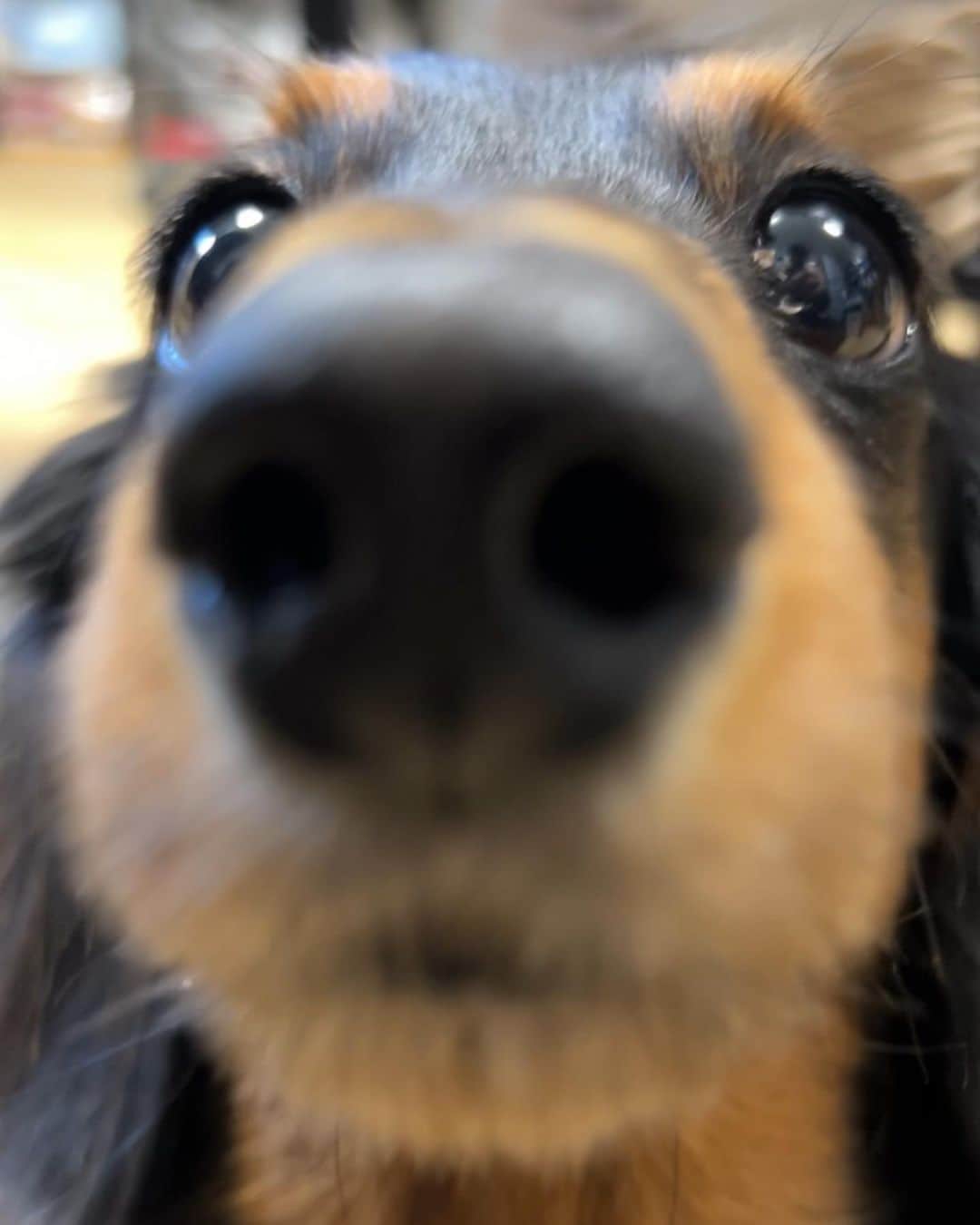 すしらーめん《りく》さんのインスタグラム写真 - (すしらーめん《りく》Instagram)「師匠の鼻そうじ　※早業 #ピカピカ  #犬  #ダックス」2月24日 12時27分 - sushi_riku