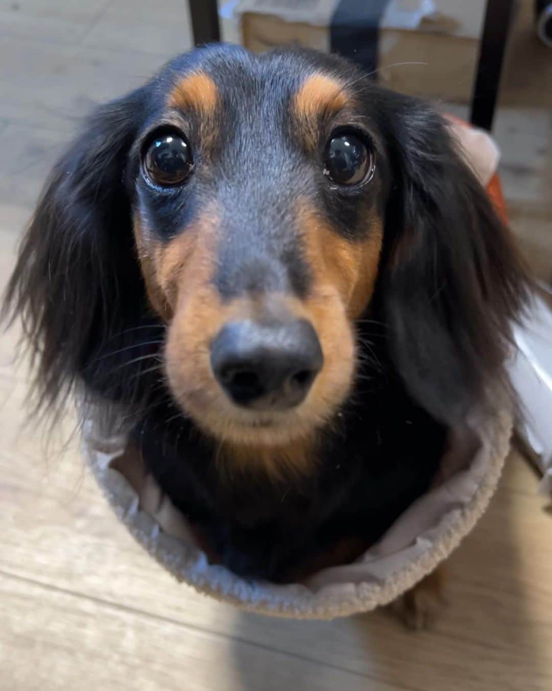 すしらーめん《りく》のインスタグラム：「師匠の鼻そうじ　※早業 #ピカピカ  #犬  #ダックス」