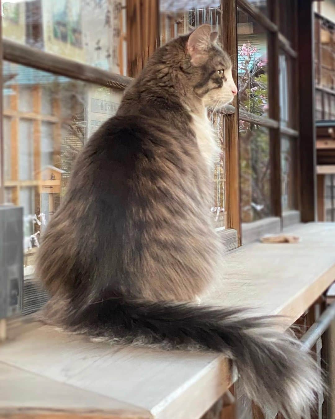 のインスタグラム：「🐈🤎  猫の日には出遅れましたが とても美しい街猫ちゃんに出逢いました 思わずずっと見つめてしまった。  媚びず優雅で先が読めない ひとりで生きていけるような顔をして 絡まるほどに甘えたり眠ったり 愛嬌たっぷり 憧れです。  🐈✨  ___________________________________  #love #life #loveislove #cat #streetcat #sobeautiful  #街猫 #また会いたいな」