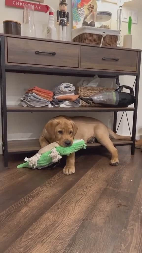 World of Labradors!のインスタグラム：「Now he just lays next to it! 🥺 - @_billie_and_gus」