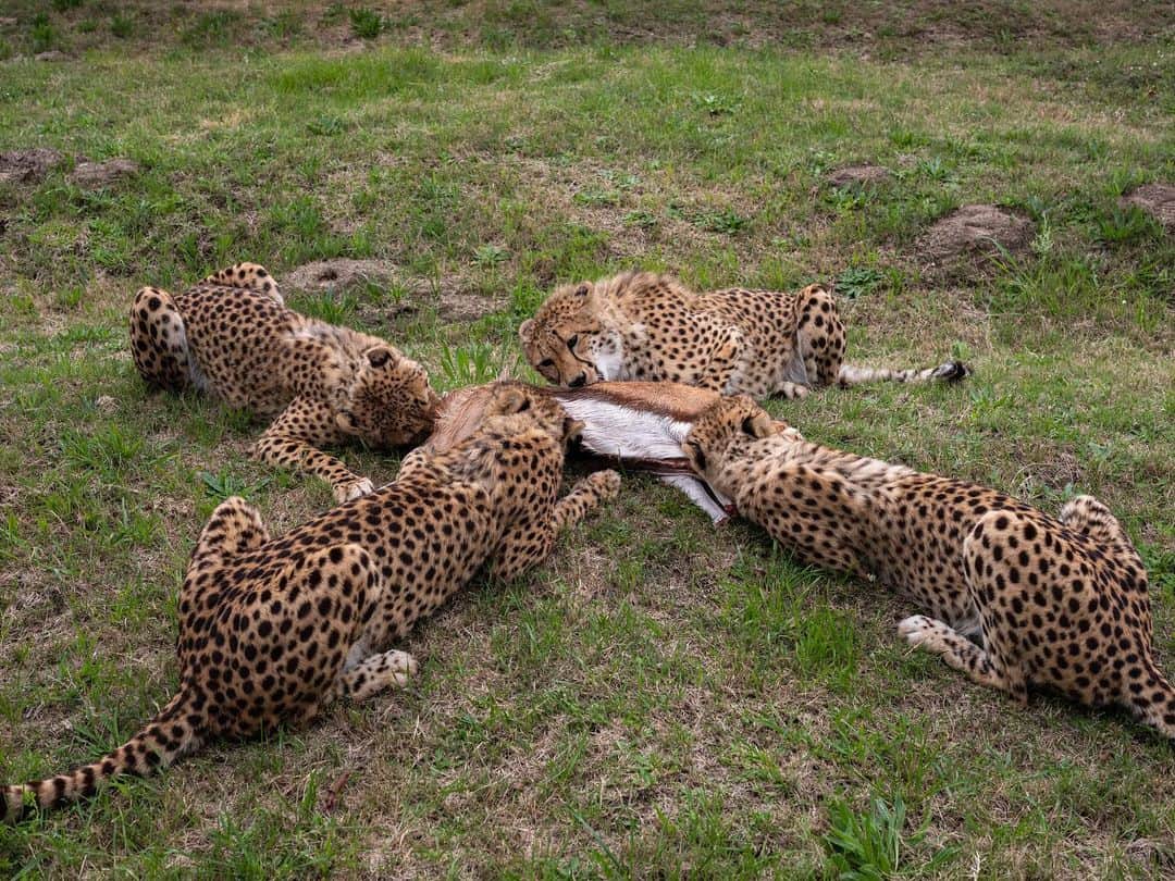National Geographic Creativeのインスタグラム：「Photo by @nicholesobecki | A coalition of cheetahs squares off for a shared meal—but this is no ordinary group of big cats. These are captive-born, hand-raised cheetahs bred to genetically reinforce wild populations in southern Africa. The fastest land animal on Earth, cheetahs face extinction pressure from habitat destruction, conflict with humans, trafficking, and climate change, and their numbers have plummeted to just around 7,000 adults worldwide. Having survived historical events that greatly reduced population size, cheetahs today have low genetic variability, which puts them at risk of disease and harmful mutations. This spotted crew is being trained to survive back in the wild, where they can bring fresh genetic stock and help ensure that the species isn’t consigned to history. But it must happen alongside efforts to stop trafficking, habitat loss, and poaching. | Rewilding programs like this one are possible thanks to leading #logistics experts like @dhl_global. Find out more about how DHL supports these missions and fights for animal rights across the globe.」