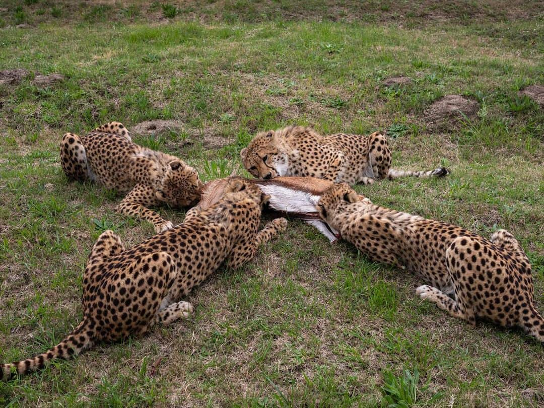 National Geographic Creativeさんのインスタグラム写真 - (National Geographic CreativeInstagram)「Photo by @nicholesobecki | A coalition of cheetahs squares off for a shared meal—but this is no ordinary group of big cats. These are captive-born, hand-raised cheetahs bred to genetically reinforce wild populations in southern Africa. The fastest land animal on Earth, cheetahs face extinction pressure from habitat destruction, conflict with humans, trafficking, and climate change, and their numbers have plummeted to just around 7,000 adults worldwide. Having survived historical events that greatly reduced population size, cheetahs today have low genetic variability, which puts them at risk of disease and harmful mutations. This spotted crew is being trained to survive back in the wild, where they can bring fresh genetic stock and help ensure that the species isn’t consigned to history. But it must happen alongside efforts to stop trafficking, habitat loss, and poaching. | Rewilding programs like this one are possible thanks to leading #logistics experts like @dhl_global. Find out more about how DHL supports these missions and fights for animal rights across the globe.」2月24日 6時18分 - natgeointhefield