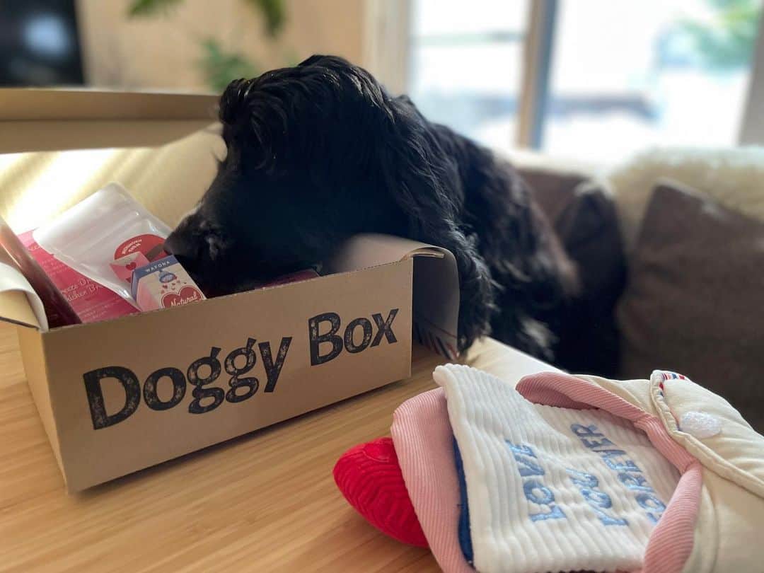 ともさんのインスタグラム写真 - (ともInstagram)「ルッちんへラブレター❤️ 今月の　@doggybox_jp  さんはやっぱりバレンタインデーがテーマ💕 毎月本当可愛いおもちゃに感心しちゃうのですが、それだけではなく　#ドギボ　に入っているおもちゃは壊れづらい❣️と思うのです。 我が家に届くのは大型犬用のBOXなので、大型犬が遊んでも壊れづらい作りになってるんですね✨ 近所で買ったペット用おもちゃは一瞬で壊れるんですよね😅 * #ドギーボックス　#PR  #イングリッシュコッカースパニエル　#ルッちん6歳」2月24日 21時31分 - tomowithdog