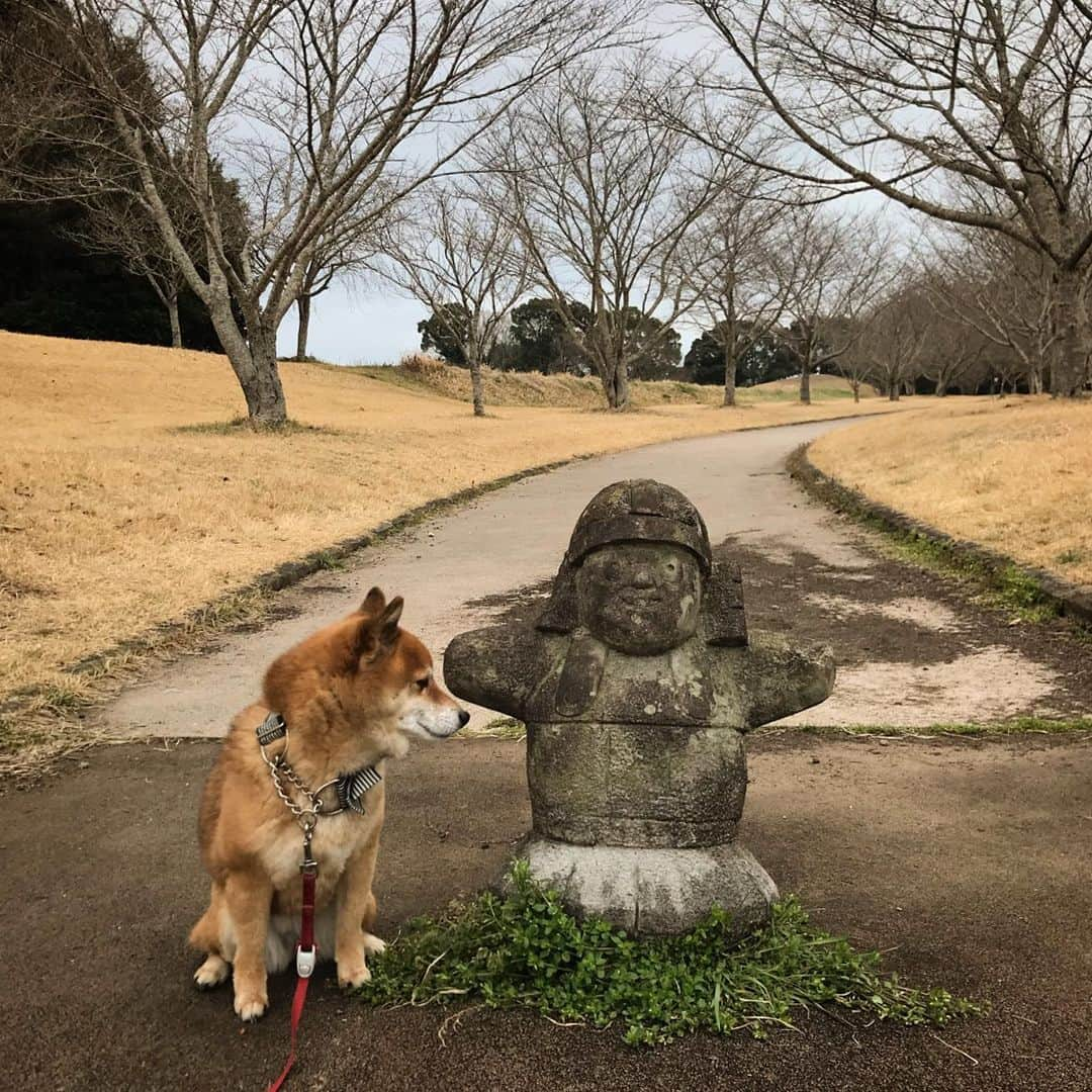 柴犬はなこ Shibainu Hanakoさんのインスタグラム写真 - (柴犬はなこ Shibainu HanakoInstagram)「古墳がたくさんある公園でお散歩🐕 石人と久々のチーン顔…相変わらずはなっぺは元気です😁 #shiba #dog #shibainu #犬 ＃柴犬 #石人」2月24日 21時51分 - kiki_beee