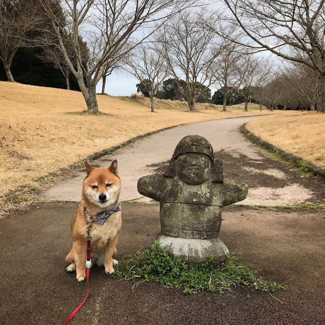 柴犬はなこ Shibainu Hanakoのインスタグラム：「古墳がたくさんある公園でお散歩🐕 石人と久々のチーン顔…相変わらずはなっぺは元気です😁 #shiba #dog #shibainu #犬 ＃柴犬 #石人」