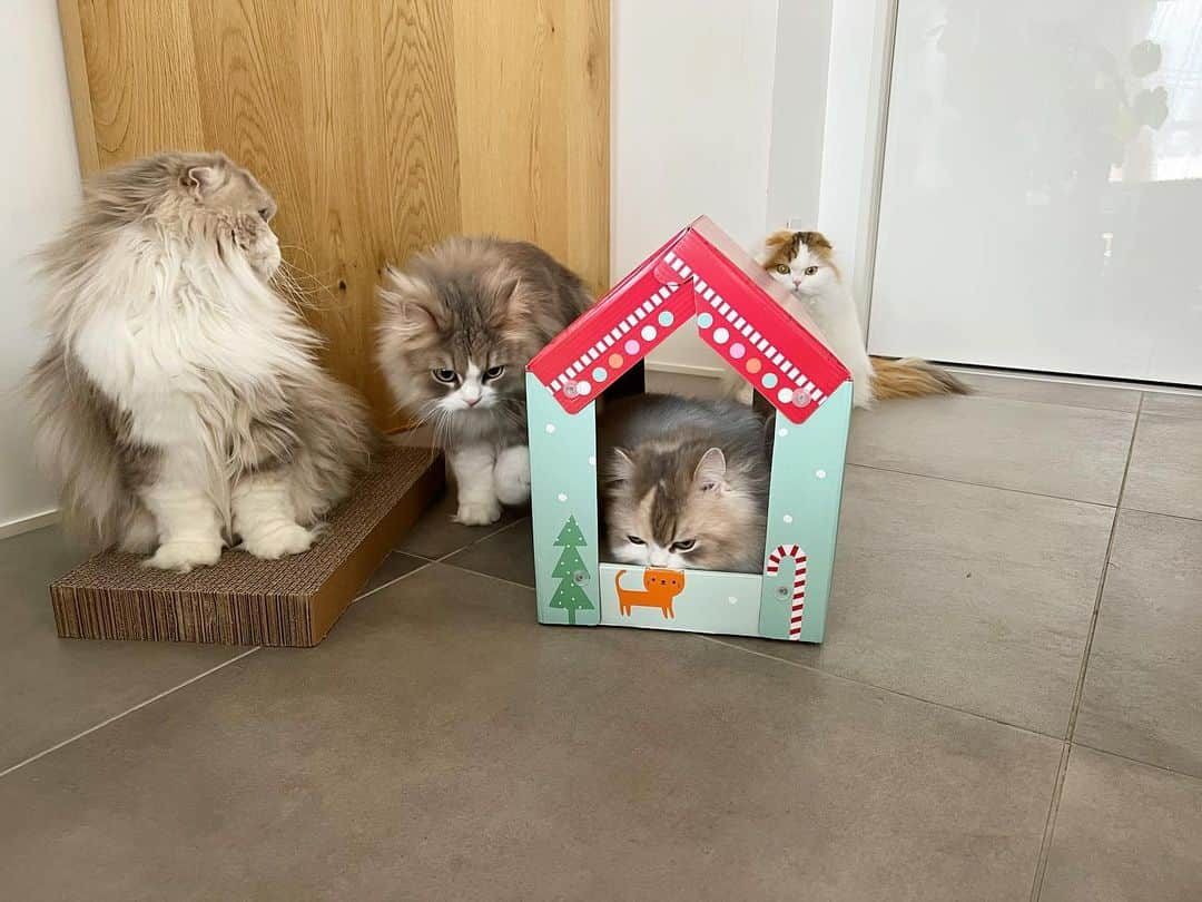 詩丸さんのインスタグラム写真 - (詩丸Instagram)「小町「あたちのお家にゃ〜❤️🏠」  🐱Komachi : " It's my new house❤️" 🐱Uta, Mutta and Tsumugi : " I want to try it... 😑"  Let's take turns, Komachi😅  新しい爪とぎハウス🏠 みんな中に入ってみたくてウロウロ… 👀  順番待ちをしていますが、 こまちゃんは全く退く気がなさそうです😅」2月24日 19時04分 - utamaruru