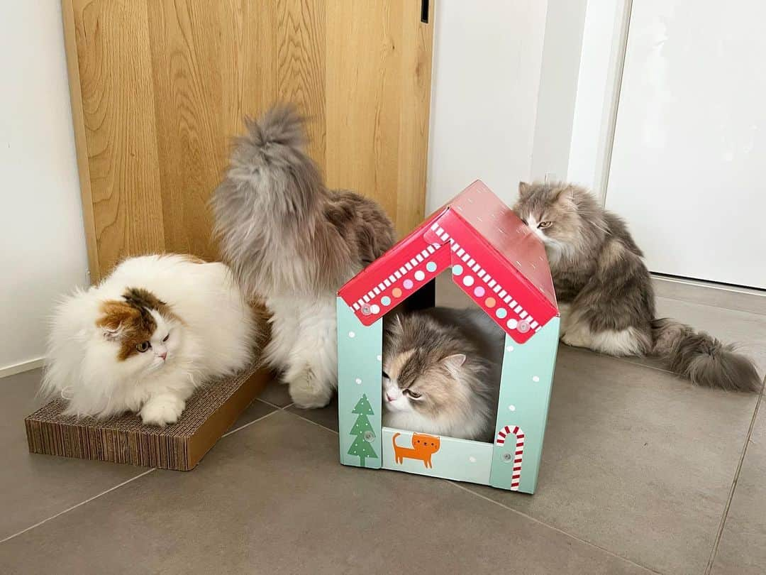 詩丸さんのインスタグラム写真 - (詩丸Instagram)「小町「あたちのお家にゃ〜❤️🏠」  🐱Komachi : " It's my new house❤️" 🐱Uta, Mutta and Tsumugi : " I want to try it... 😑"  Let's take turns, Komachi😅  新しい爪とぎハウス🏠 みんな中に入ってみたくてウロウロ… 👀  順番待ちをしていますが、 こまちゃんは全く退く気がなさそうです😅」2月24日 19時04分 - utamaruru