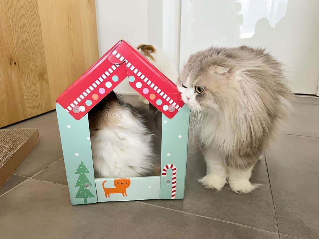 詩丸さんのインスタグラム写真 - (詩丸Instagram)「小町「あたちのお家にゃ〜❤️🏠」  🐱Komachi : " It's my new house❤️" 🐱Uta, Mutta and Tsumugi : " I want to try it... 😑"  Let's take turns, Komachi😅  新しい爪とぎハウス🏠 みんな中に入ってみたくてウロウロ… 👀  順番待ちをしていますが、 こまちゃんは全く退く気がなさそうです😅」2月24日 19時04分 - utamaruru