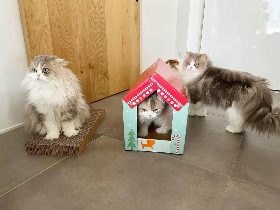 詩丸のインスタグラム：「小町「あたちのお家にゃ〜❤️🏠」  🐱Komachi : " It's my new house❤️" 🐱Uta, Mutta and Tsumugi : " I want to try it... 😑"  Let's take turns, Komachi😅  新しい爪とぎハウス🏠 みんな中に入ってみたくてウロウロ… 👀  順番待ちをしていますが、 こまちゃんは全く退く気がなさそうです😅」