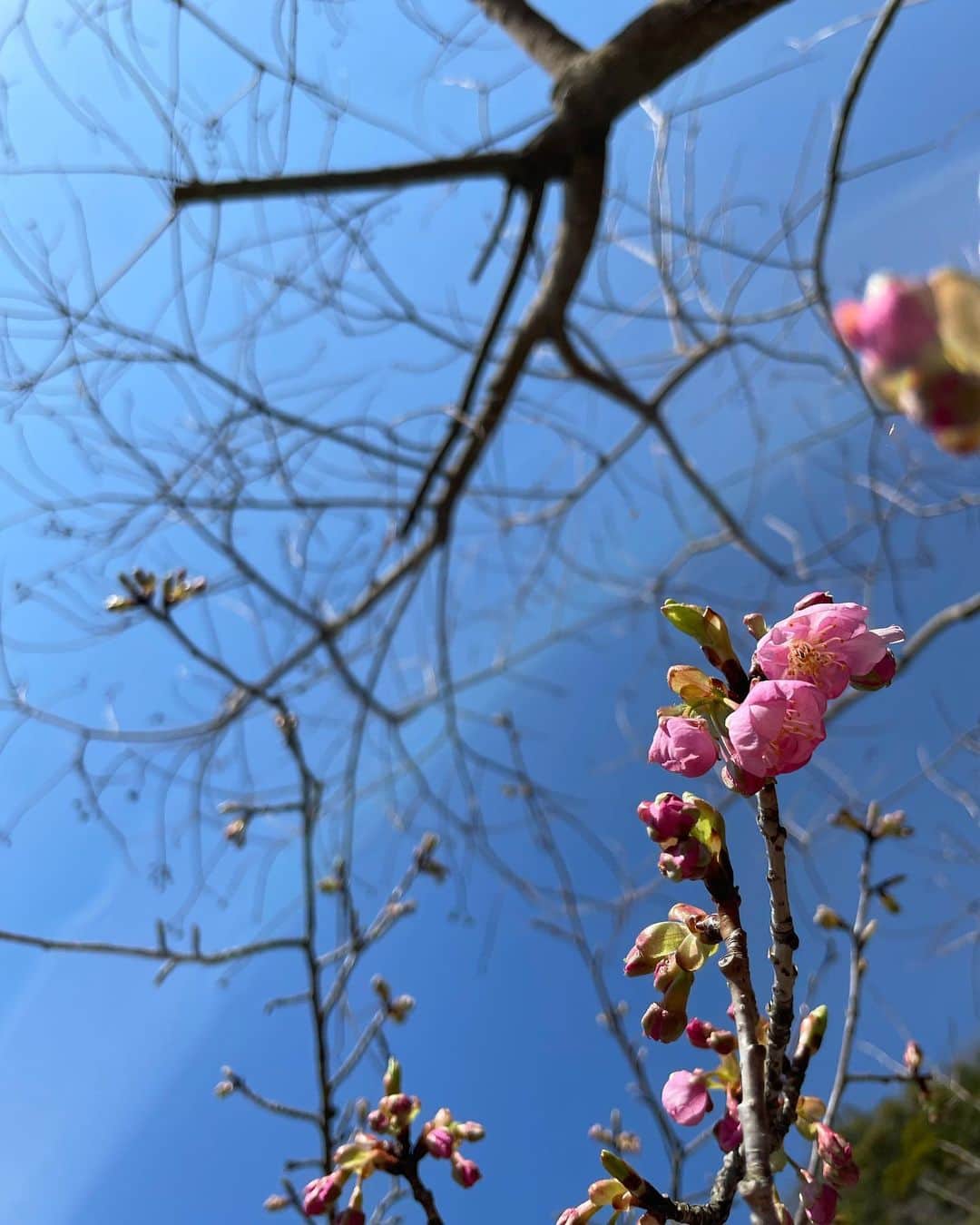 本多哲郎さんのインスタグラム写真 - (本多哲郎Instagram)「まもなく春」2月24日 22時44分 - hane_tetsu