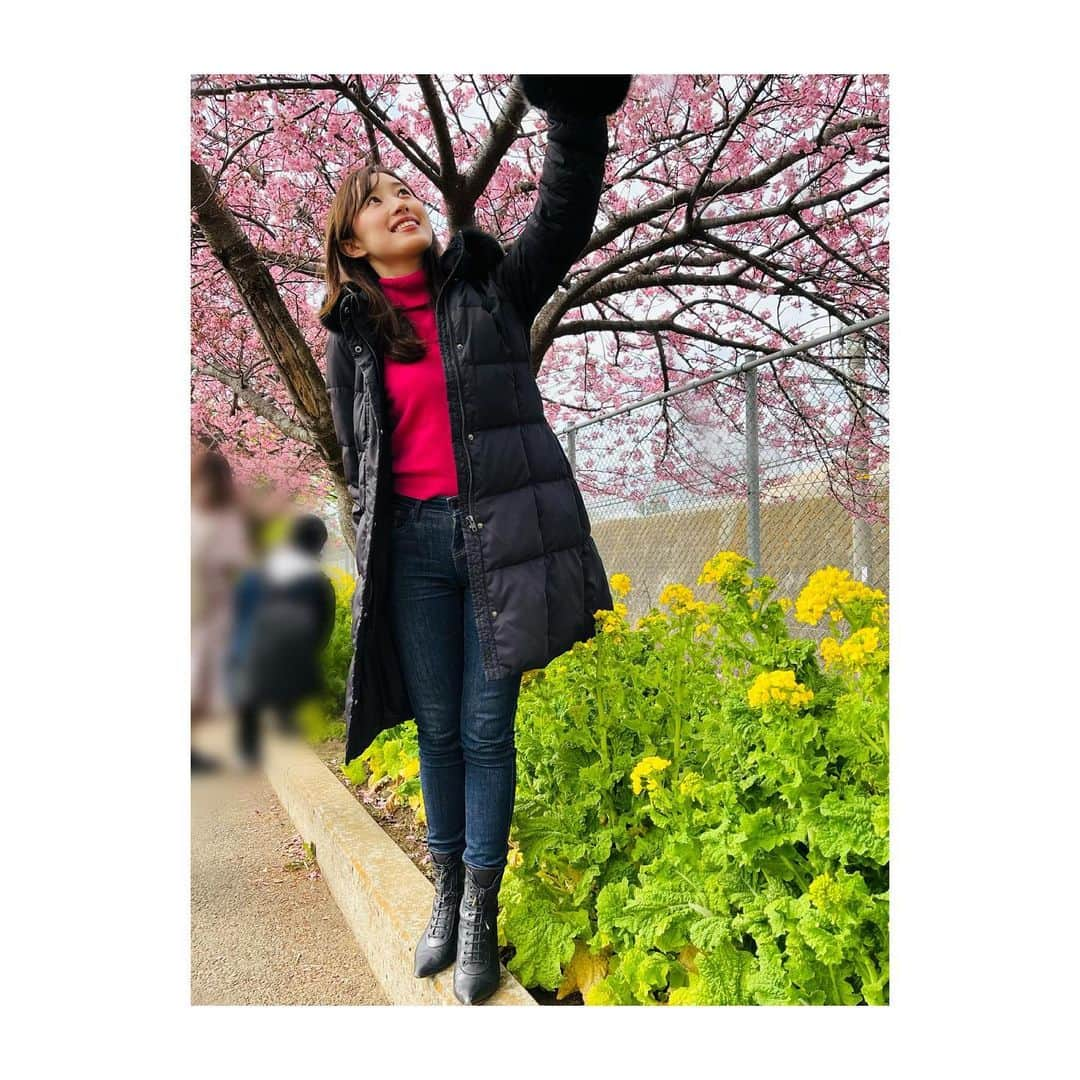 楠紗友里さんのインスタグラム写真 - (楠紗友里Instagram)「* Spring has come ?🌸  봄이왔어🤭 고향에서 벚꽃이 피었습니다✨  #河津桜 #桜まつり #春到来🌸  #봄 #벚꽃 #일본벚꽃  #일본 #springday  #springhascome  #cherryblossoms  #japan」2月25日 17時00分 - sayuri_kusunoki