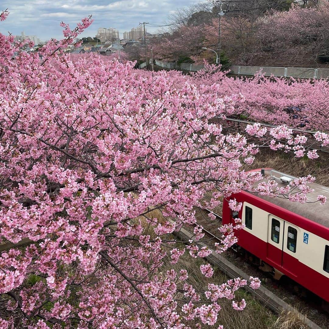 楠紗友里さんのインスタグラム写真 - (楠紗友里Instagram)「* Spring has come ?🌸  봄이왔어🤭 고향에서 벚꽃이 피었습니다✨  #河津桜 #桜まつり #春到来🌸  #봄 #벚꽃 #일본벚꽃  #일본 #springday  #springhascome  #cherryblossoms  #japan」2月25日 17時00分 - sayuri_kusunoki