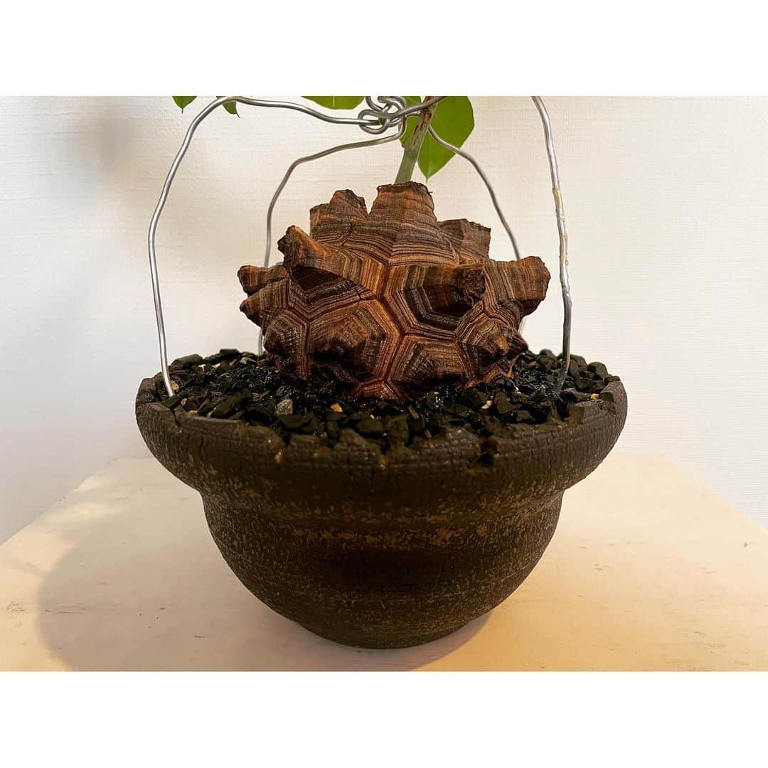 ハザマ陽平さんのインスタグラム写真 - (ハザマ陽平Instagram)「2023 2/25  Dioscorea elephantipes  #Dioscorea  #elephantipes」2月25日 15時50分 - hazamayohei0703