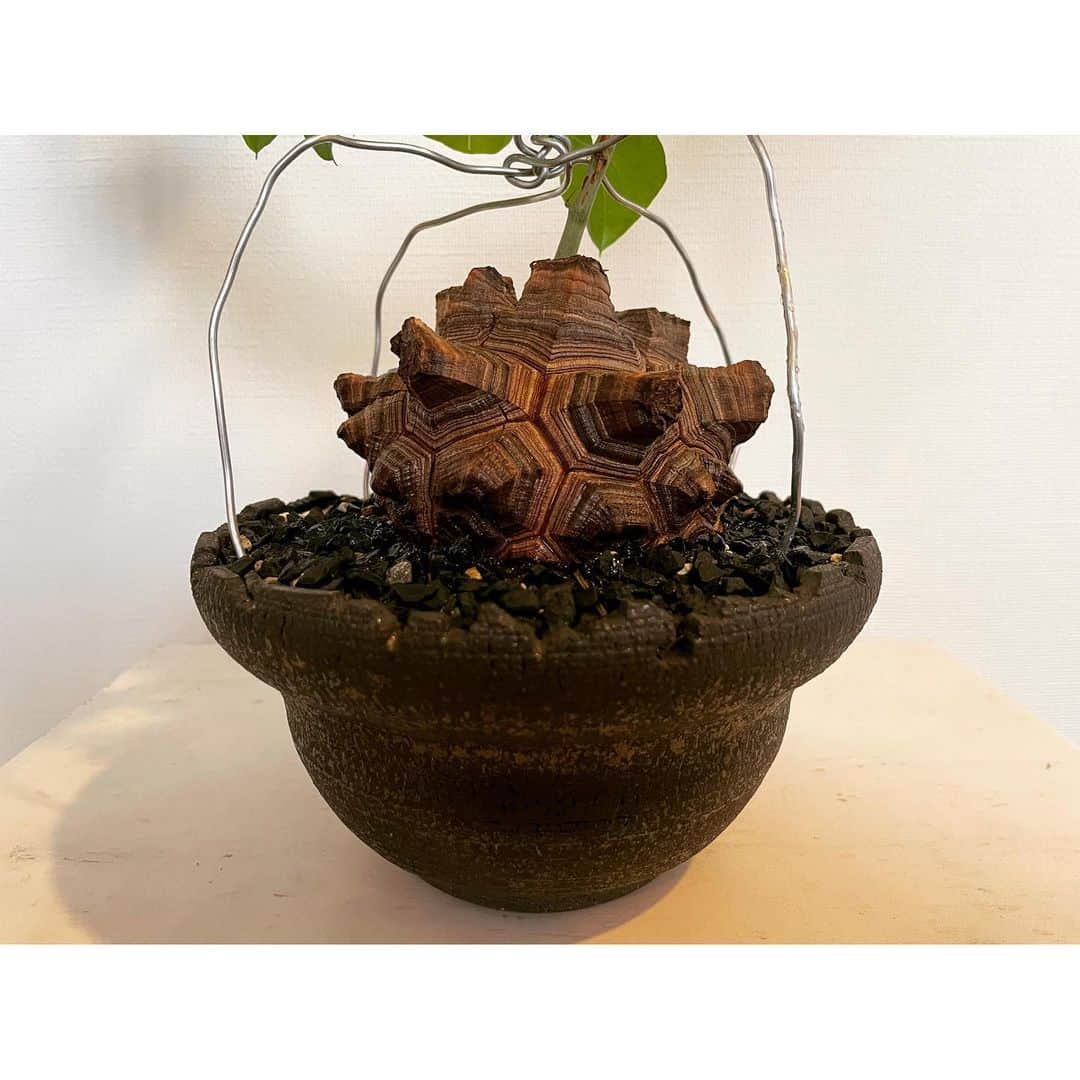 ハザマ陽平のインスタグラム：「2023 2/25  Dioscorea elephantipes  #Dioscorea  #elephantipes」