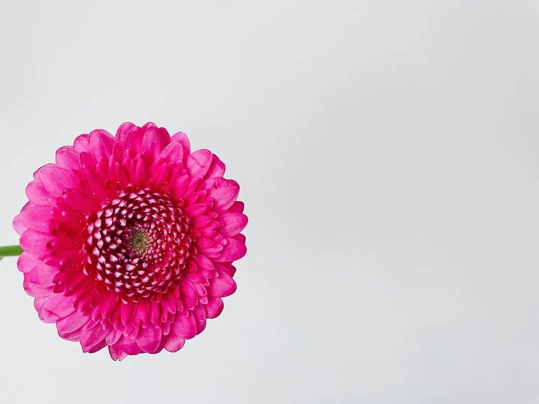 片山萌美のインスタグラム：「💐」