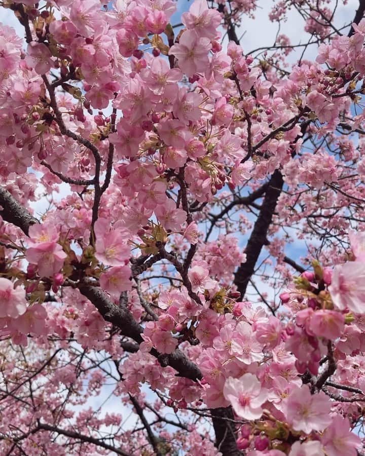 DJ YURiAのインスタグラム：「🌸🌸🌸  家族でちょこっとお花見♡  #cherryblossom  #河津桜」