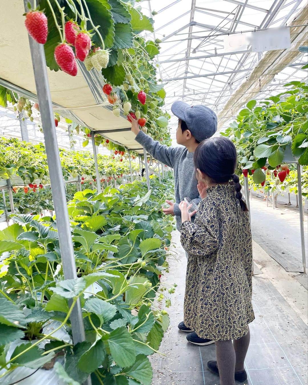 のインスタグラム：「いちご狩りへ🍓  大好物のいちごを目の前に嬉しそうな子どもたち。 香り高くて瑞々しいいちごを、私も心ゆくまで楽しめた！  牧場では動物たちに癒され、いい休日になりました🐮🐰  #いちご狩り #家族でおでかけ」