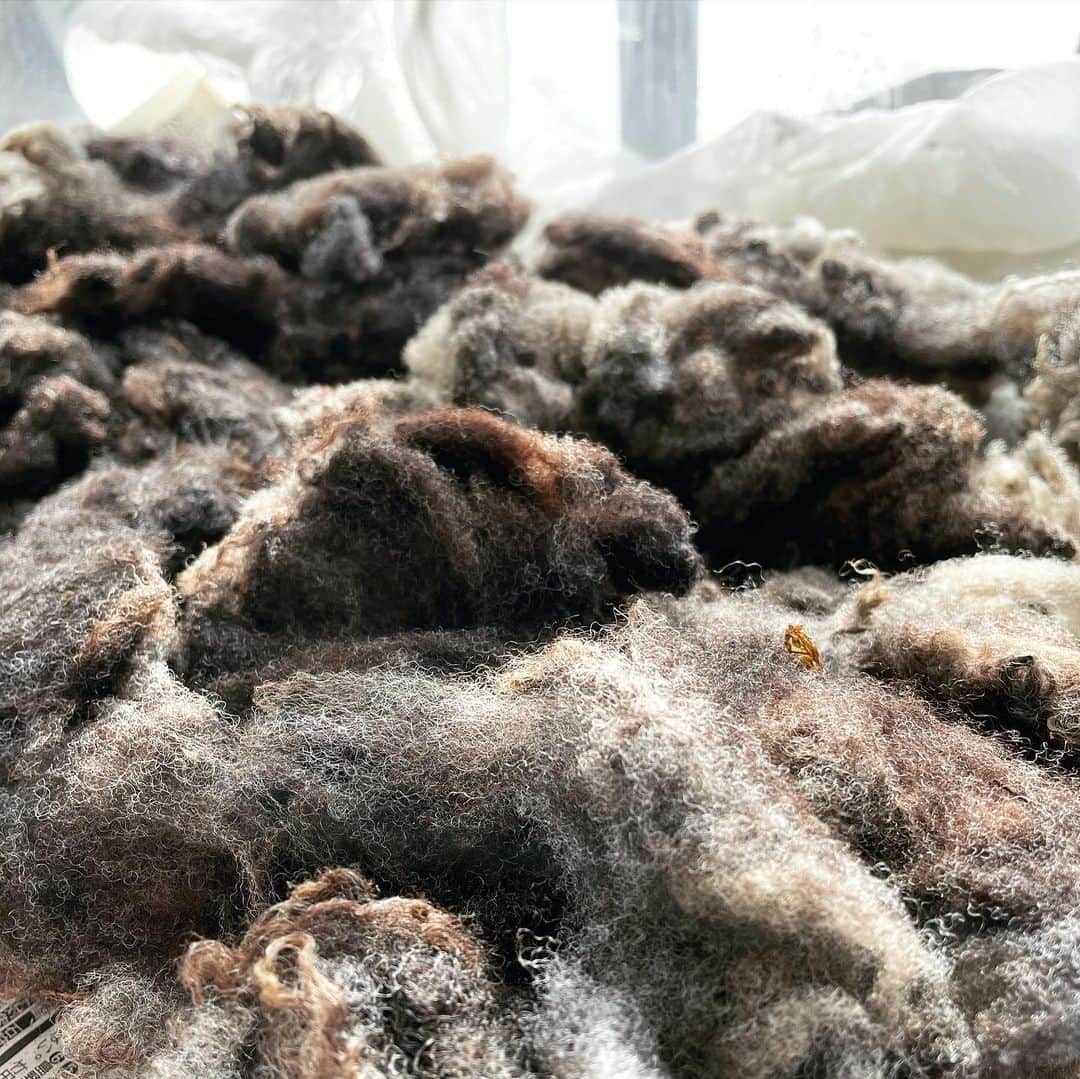 長久保智子さんのインスタグラム写真 - (長久保智子Instagram)「After wash.  It’s really beautiful colours💙  まずはセーターにする部分の原毛を洗ってみた。 結局ミックスすることにしたので大きく3つに分けて… ふわふわ、綺麗だねぇ💙 アトリエknittea で「バーン🙌」と広げて置けるので、どんな作業もとっても楽しい✨  #shetlandwool #shetlandyarn #shetlandsheep #shetlandlace #shetlandlaceknitting #shetlandsweater #handspunwool #spinningwool #sinningyarn #シェットランドウール #シェットランドレース #紡ぎ糸 #原毛を洗う」2月25日 9時11分 - satoko.tricot_the