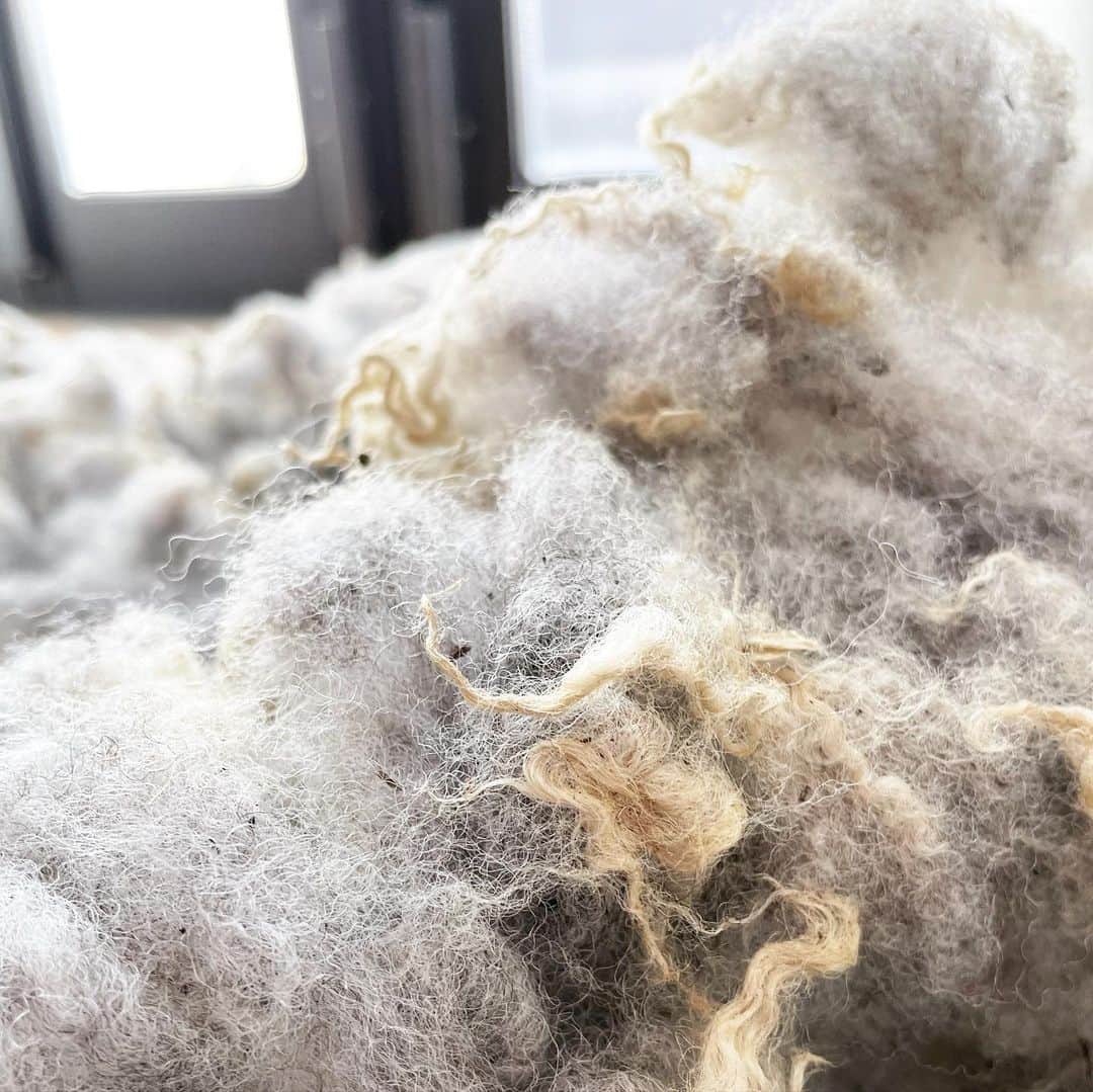 長久保智子さんのインスタグラム写真 - (長久保智子Instagram)「After wash.  It’s really beautiful colours💙  まずはセーターにする部分の原毛を洗ってみた。 結局ミックスすることにしたので大きく3つに分けて… ふわふわ、綺麗だねぇ💙 アトリエknittea で「バーン🙌」と広げて置けるので、どんな作業もとっても楽しい✨  #shetlandwool #shetlandyarn #shetlandsheep #shetlandlace #shetlandlaceknitting #shetlandsweater #handspunwool #spinningwool #sinningyarn #シェットランドウール #シェットランドレース #紡ぎ糸 #原毛を洗う」2月25日 9時11分 - satoko.tricot_the