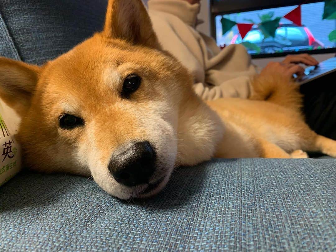 Coffeeのインスタグラム：「228連假第一天 就軟爛 First day of 228 vacation  #coffee_and_apple #12歲咖啡 #柴犬 #shibainu」