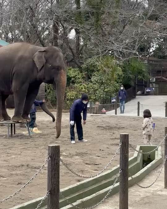 光岡映二のインスタグラム：「昨日市原ぞうの国へ行ってきたが、なかなか面白いところだなー 姉妹揃って帰りのステップが一緒なのも👌」