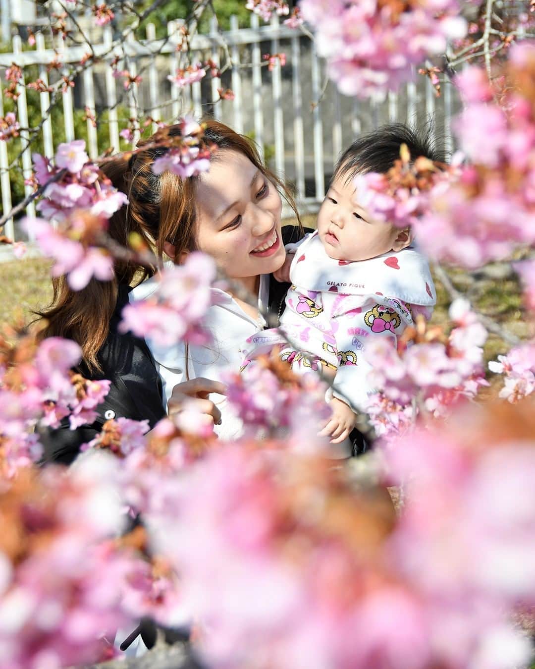 島田市のインスタグラム：「ばらの丘公園の河津桜が咲き始めています（2月25日 午前11時30分頃の様子）。  園内を訪れていた親子を撮影しました。母親がほころぶ蕾を指差すと、不思議そうな顔をする赤ちゃんが印象的でした。少しまぶしかったかな？ #島田市 #しまだ #shimada #静岡県 #静岡 #shizuoka #日本 #japan #桜 #河津桜 #ばらの丘公園 #親子 #赤ちゃん」