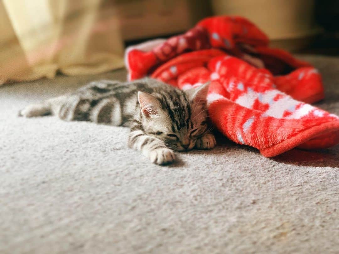 森岡朋奈さんのインスタグラム写真 - (森岡朋奈Instagram)「寝方…かわいすぎるて…  #猫 #猫のいる暮らし  #ネコスタグラム  #アメリカンショートヘア  #アメショ」2月25日 12時24分 - morioka_tomona