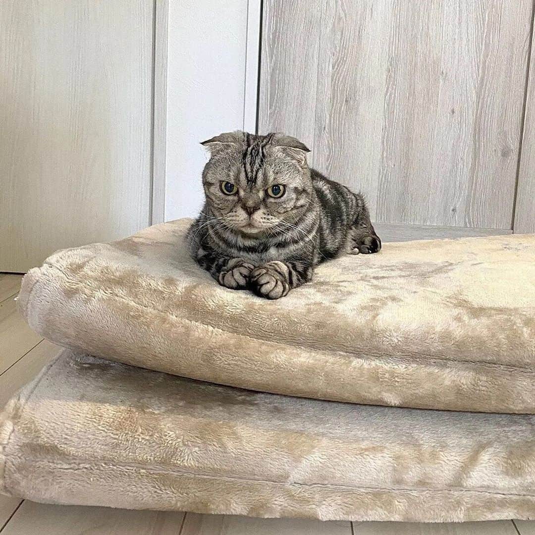 Shishi-maruのインスタグラム：「🐱ねこのきもちWEBMAGAZINE更新されました。「ねこむら返り」「つやぷるのまるこ」「ろうなぬし」の３つのお話です。お楽しみください。  【渋ネコししまるさん】#190｜ねこのきもちWEB MAGAZINE  https://cat.benesse.ne.jp/lovecat/content/?id=151196  🐱My essay about Shishi-maru is serialized in a weekly magazine.  ーーーーーーーーーーーーー 🌺「渋ネコ ししまるさん」ねこのきもちWEB MAGAZINE にて毎週金曜日エッセイの連載中 ーーーーーーーーーーー 📕「ぷっちねこ。」「3匹のちいさな猫を召喚できたなら」「ちいさな猫を召喚できたなら」徳間書店より単行本発売中 ーーーーーーーーーーー ⭐︎ねこ漫画→@tacos_cat 🌺Twitter →@taco_emonemon ーーーーーーーーーーー」