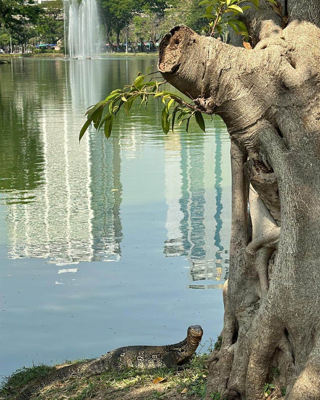 チャン・スンヨンさんのインスタグラム写真 - (チャン・スンヨンInstagram)「🍀💚🌿🌱☘️🌴🌳」2月26日 0時58分 - seung_monkey