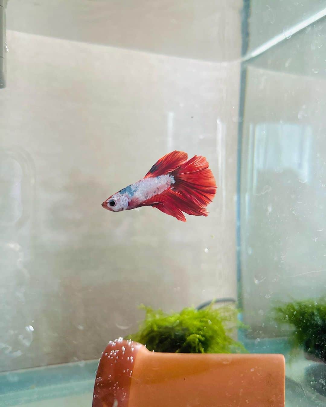 のインスタグラム：「小松です🐠 ⁡ ⁡ ベタを飼い始めました💡 名前は小松です。 コマツ。 赤白のハーフムーン🐠 ⁡ 人懐っこいのか水槽を覗くと寄ってくる。 可愛げいっぱいの小松さん🫶 ⁡ ⁡ それを冷ややかに見つめる 小夏🐕 最近、小松にヤキモチを焼いてる小夏です。 ⁡  ⁡ﾈﾑｲ(´･ωゞ)  𓏸꙳⋆⸜⸜˙ 𓏸꙳⋆⸜⸜˙ 𓏸꙳⋆⸜⸜˙ 𓏸꙳⋆⸜⸜˙ 𓏸꙳⋆⸜⸜˙ 𓏸꙳⋆⸜⸜˙ 𓏸꙳⋆⸜⸜˙ ⁡ #ベタ #熱帯魚 #ペット」