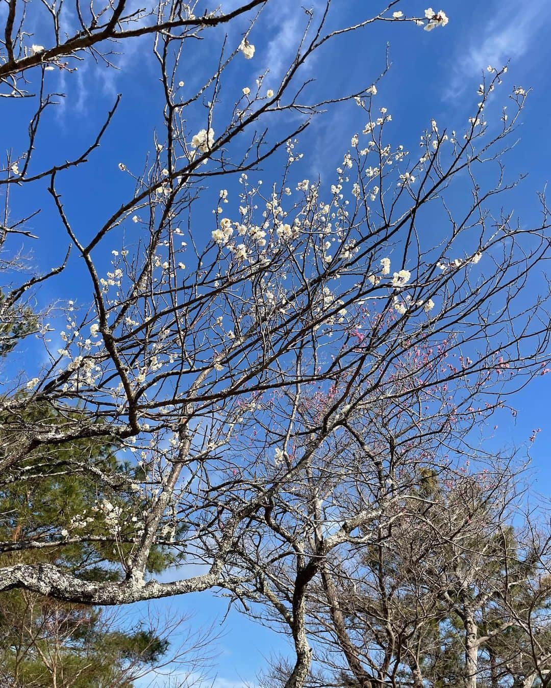 佐藤のぞみさんのインスタグラム写真 - (佐藤のぞみInstagram)「冬の澄んだ空に葉っぱのついてない木も好きだなー💙🤎 雲のシュッシュっていう白も🤍  夕方の青からオレンジのグラデーションもキレイ✨  地球ってキレイだなーって感じる  いろんな色があるよね😊🌏✨  #地球 #キレイ」2月25日 18時20分 - satonozomi1028